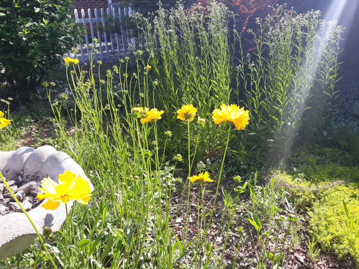 The Difference between Flowers and&nbsp;Weeds