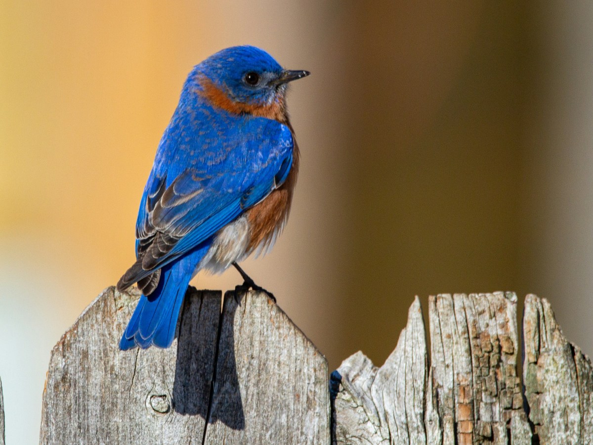A Bluebird’s Flight and the Omnisentience of&nbsp;God